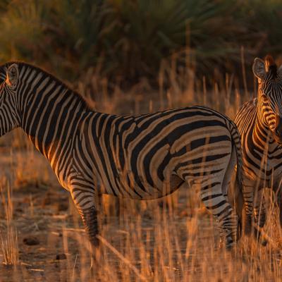 04 Zebras In Der Abendsonne Kaiser Drogi Ute Freisen