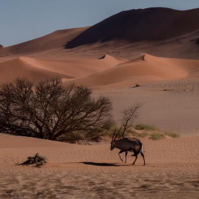 Utzig Fell Dagmar Oryx In The Desert A
