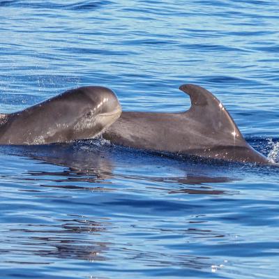 Thomas Reinhardt Delfine Vor Der Kueste Madeiras