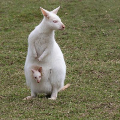 Albino Känguru Mit Nachwuchs Tr