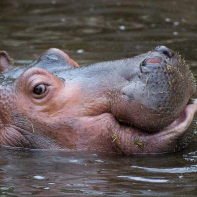 Happy Hippo Ulrich Hfer