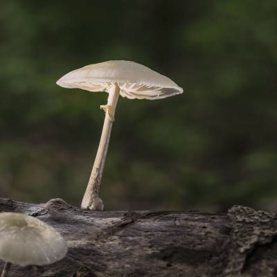 Natur Und Makrogruppe Pilze Fotografieren